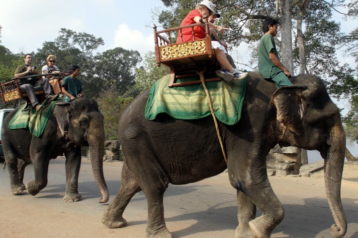 Le Cambodge décide d'interdire les balades à dos d'éléphants à Angkor Wat